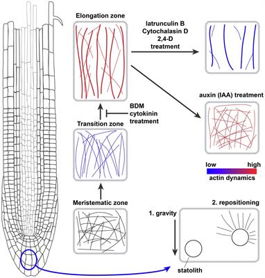 Bundling up the Role of the Actin Cytoskeleton in Primary Root Growth